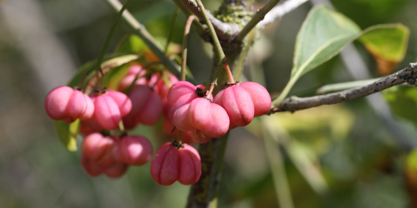 Fusain d'Europe (Euonymus europaeus) © Nicolas Macaire / LPO